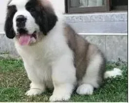 圣伯纳犬|如何让圣伯纳犬有足够多丰厚的被毛