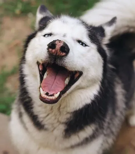 蝴蝶不请自来脸上蹭蹭 萌犬哈士奇超傻眼