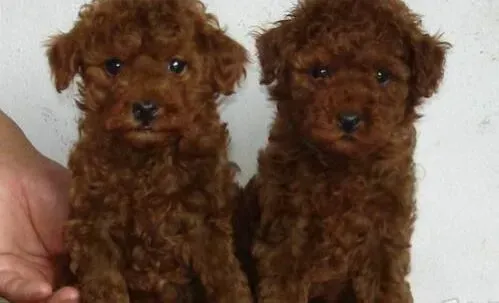 贵宾犬|贵宾犬细小痊愈后食欲不振是正常情况吗