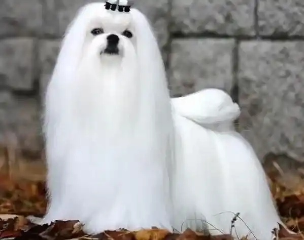 马尔济斯|马尔济斯犬降温消暑有哪些良方