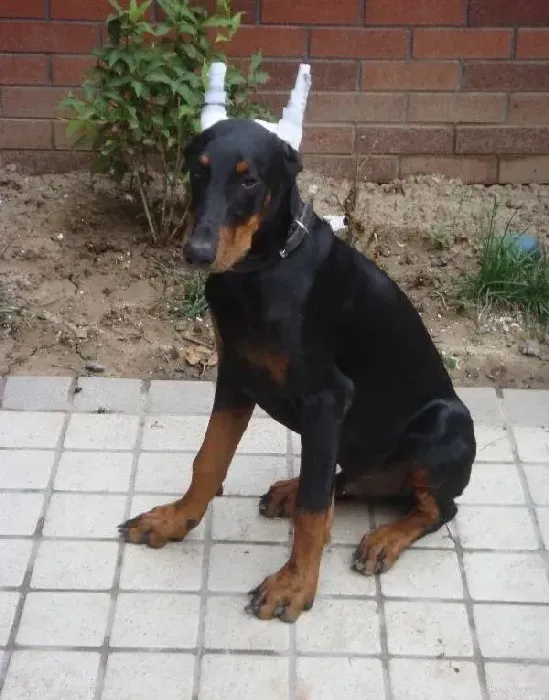 杜宾犬|健康饲养 哪些食物对杜宾犬的身体不利
