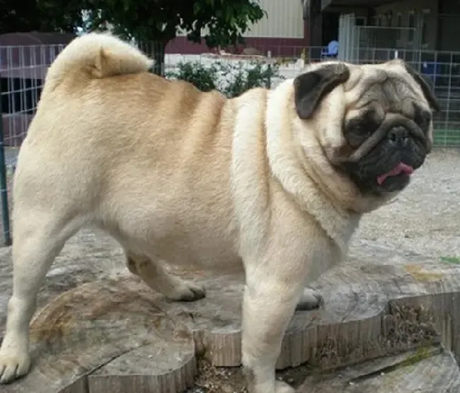 巴哥犬|训练巴哥犬的三种必备物品及使用方法