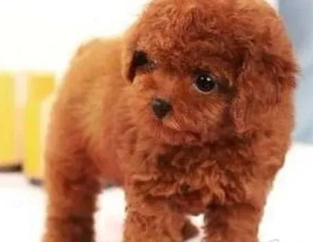 贵宾犬|教育方法要正确 怎样调教贵宾犬