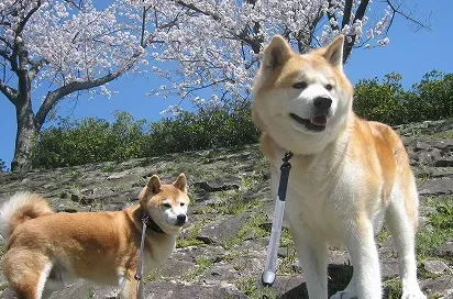 秋田犬掉毛吗 秋田犬掉毛情况不严重 | 秋田犬