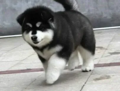 阿拉斯加犬|老幼阿拉斯加雪橇犬之间的喂养方式有什么区别