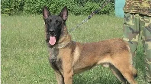 比利时牧羊犬凶猛吗 警戒心强聪颖机警 | 比利时牧羊犬