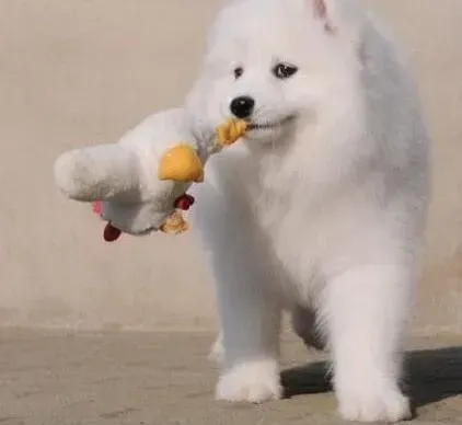 萨摩耶|什么水果对萨摩耶犬的健康有危害呢