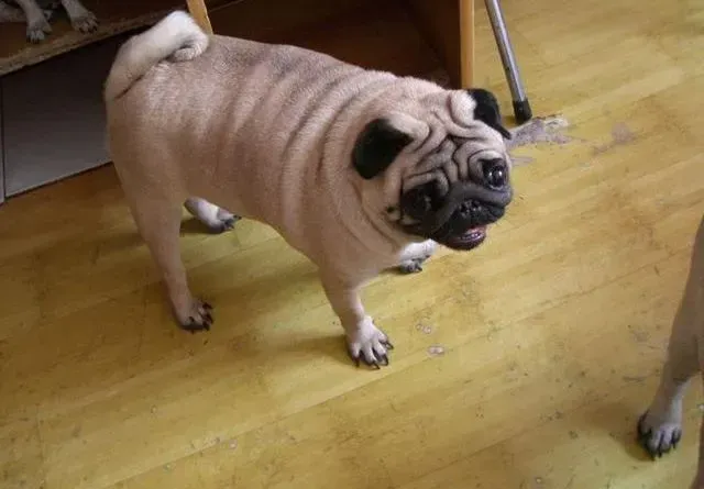 巴哥犬|五个月的巴哥犬应该喝哪种奶粉呢 求介绍