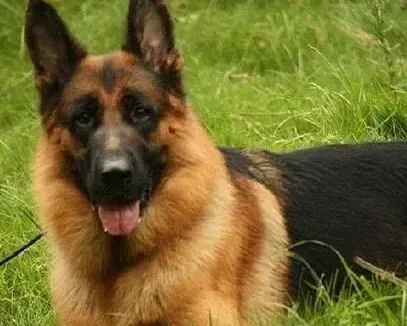 德国牧羊犬|德国牧羊犬在晚上喜欢乱叫怎么办