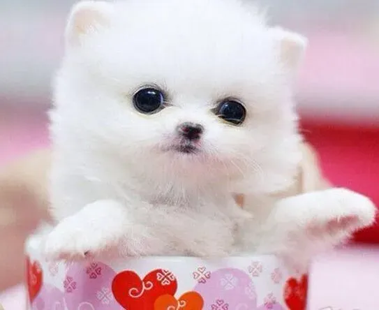 博美犬|我们要如何应对夏季博美犬厌食