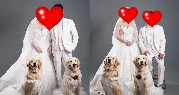 肉搜这个小变态！黄金猎犬被汪妹强行脱衣