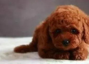 泰迪犬|泰迪犬越吃越瘦是什么原因啊