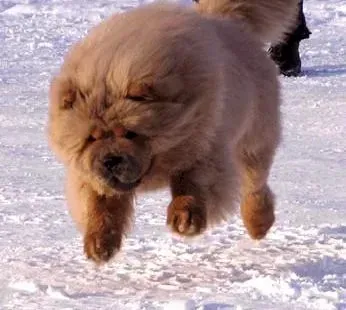 松狮犬|饲养松狮犬幼犬要做好的三大方面