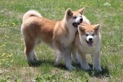 秋田犬|养护秋田犬要注意的四点要求