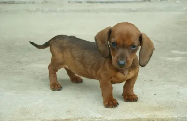 腊肠犬|如何饲养出健康的腊肠犬