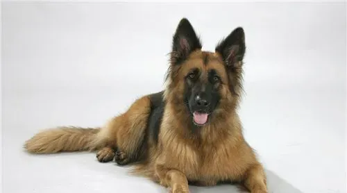 德国牧羊犬喂养方法 喂饲时间最好放在傍晚 | 德国牧羊犬