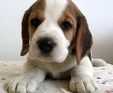 比格犬|比格犬的鼻子颜色变浅的原因
