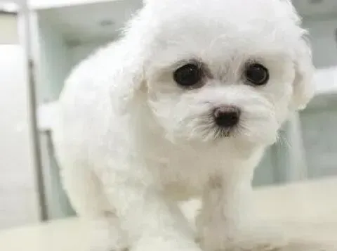 比熊犬|为比熊犬合理去除皮屑的好提议