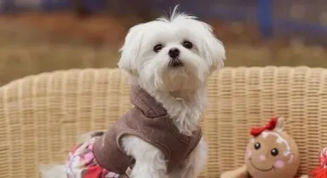 白色泰迪犬是纯种吗 如何判断泰迪狗是否纯种 | 泰迪