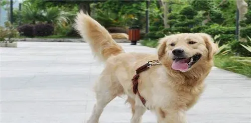 金毛寻回犬如何训练 训练金毛犬从小开始 | 金毛寻回犬