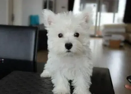 西高地|如何与西高地犬交流让它跟你更亲昵呢