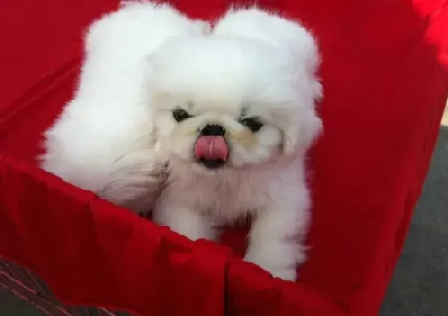 京巴狗|京巴犬持续性呕吐应怎么解决