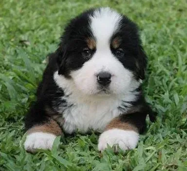 伯恩山犬|我家伯恩山犬只吃生肝脏可以吗 会有不良影响吗