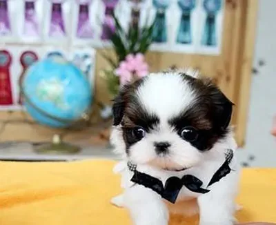 西施犬怎么养 保持毛发的整洁干净 | 西施犬
