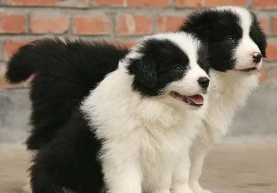 其他狗狗|狗狗传染病的预防方法