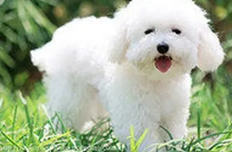 比熊犬|训练警报 饲主训练比熊犬时须远离三个错误