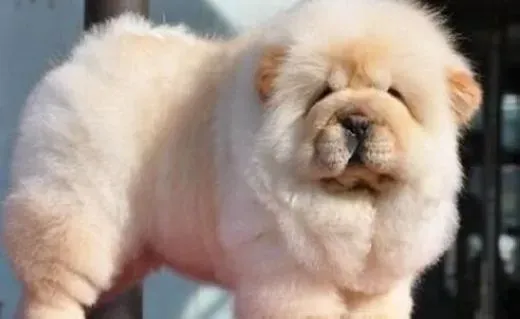 松狮犬|如何训练松狮犬不讨厌带狗绳散步