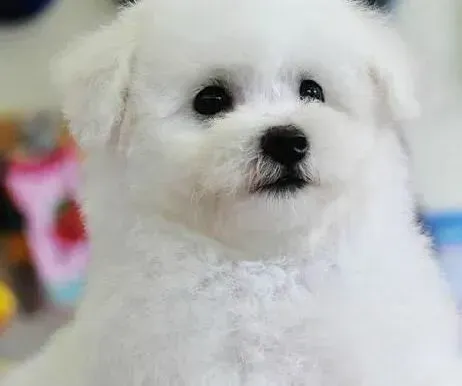比熊犬|乖巧听话的比熊犬是如何炼成的