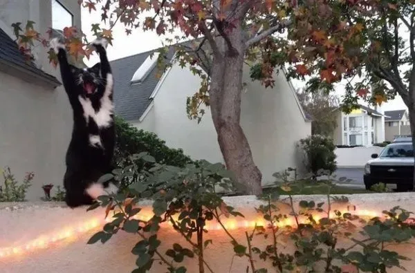 爱高举双手的趣猫咪 超可爱模样瞬间变网络红猫 | 猫