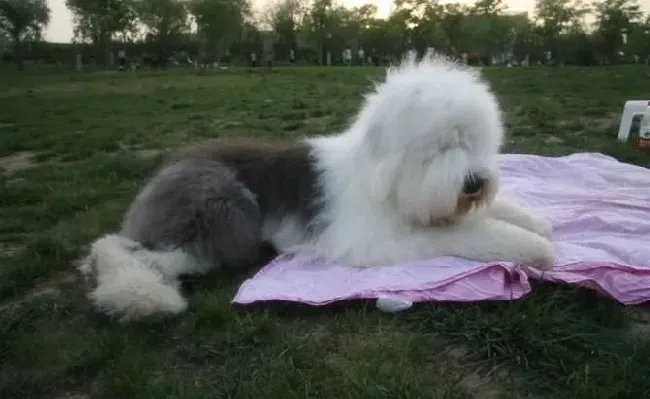 古代牧羊犬|耳道通畅 古代牧羊犬的生活才能顺畅