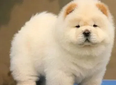 松狮犬|松狮犬早上突然不动了，而且口吐白沫什么情况