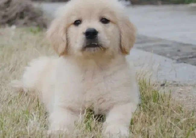 金毛|金毛犬患上犬瘟，发烧，不吃饭怎么办