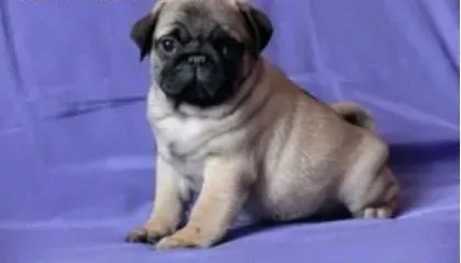 巴哥犬|对巴哥犬健康有影响的一些食物