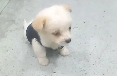 小狗吃多了怎么办  教你如何解决狗狗吃多了 | 小狗