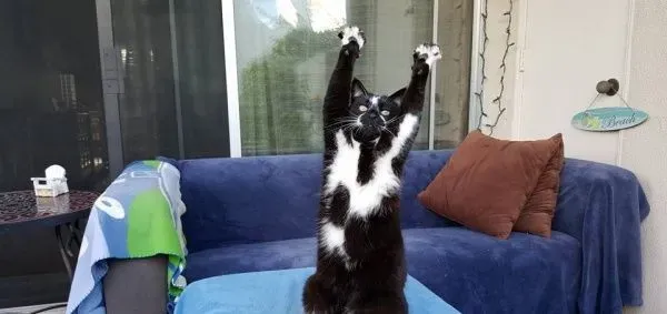 爱高举双手的趣猫咪 超可爱模样瞬间变网络红猫 | 猫