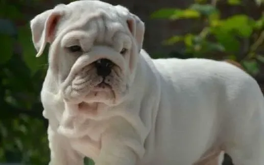 英国斗牛犬|如何给斗牛犬正确的挑选粮食