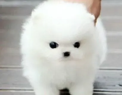 博美犬|博美犬的口腔疾病可能引起健康隐患
