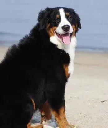 伯恩山犬|伯恩山犬不能吃的食物及中毒症状