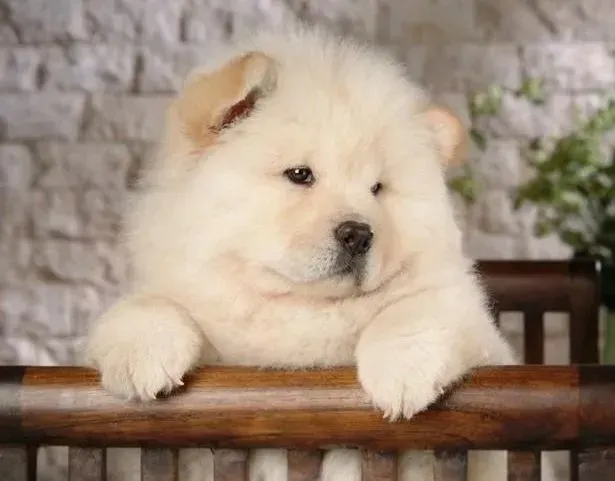 松狮犬|教你巧妙方法去除松狮犬的泪痕