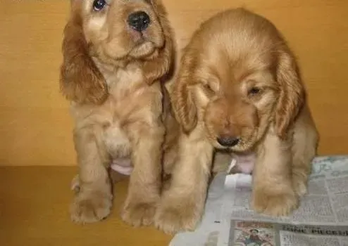 可卡犬|怎样保护可卡犬的关节