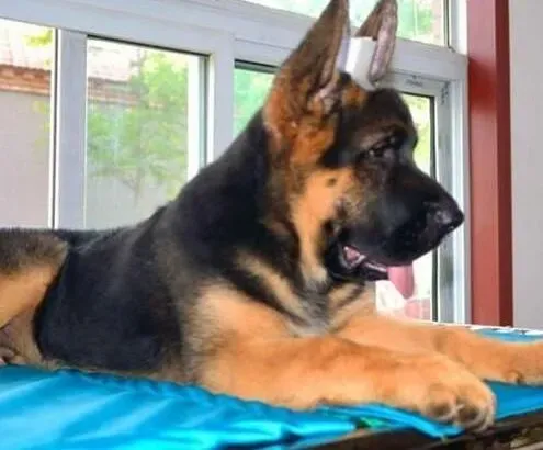 德国牧羊犬|德国牧羊犬为什么喜欢喝人类杯子里面的水