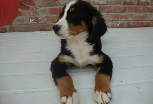 伯恩山犬|50多天的伯恩山犬可以喝酸奶吗