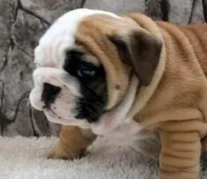 英国斗牛犬|怎样纠正斗牛犬见到什么就乱啃什么的行为