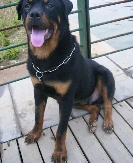 罗威纳犬|怎么在家里帮罗威纳犬处理耳朵问题
