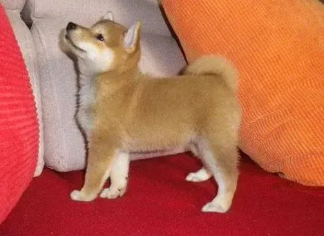 柴犬|柴犬眼睛发红，有点拉稀是什么问题