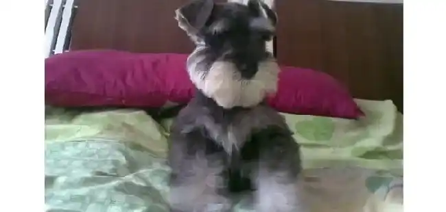 雪纳瑞|迷你雪纳瑞拔毛技巧